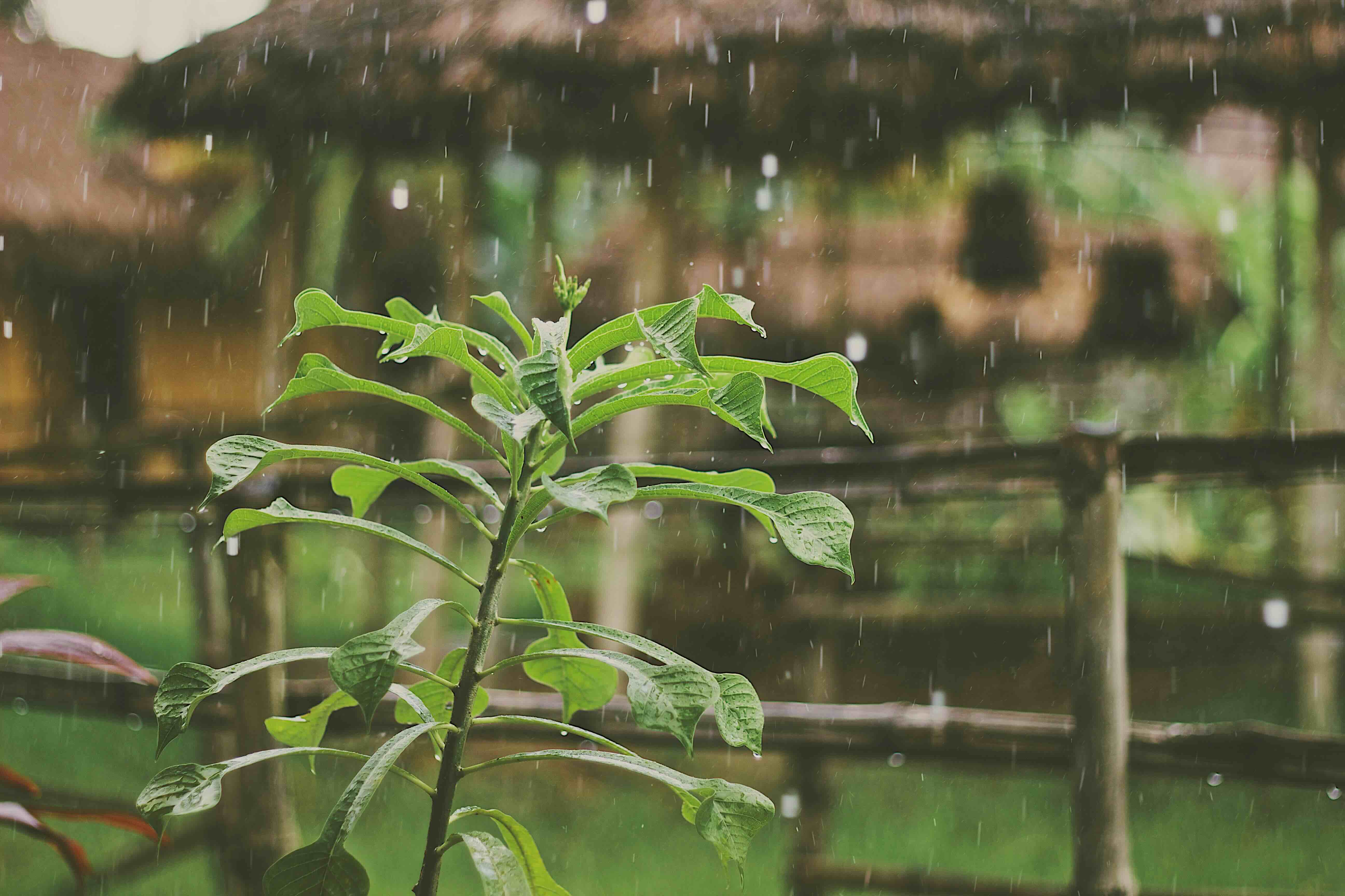 Microplastics in Rainwater: How Plastic Pollution Is Reaching Your Tap—And How to Stop It