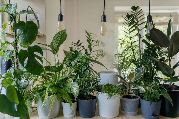 Is RO Water Good for Indoor Plants and Delicate Orchids?