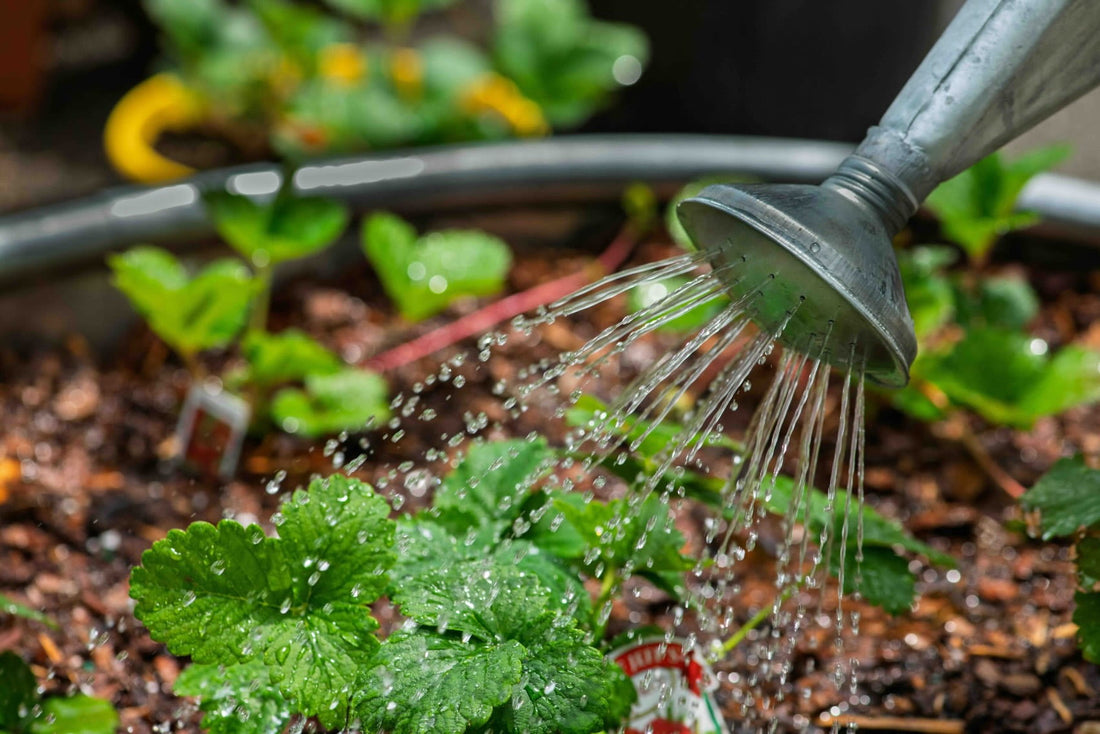 7 Ways to Reuse Reverse Osmosis System Waste Water