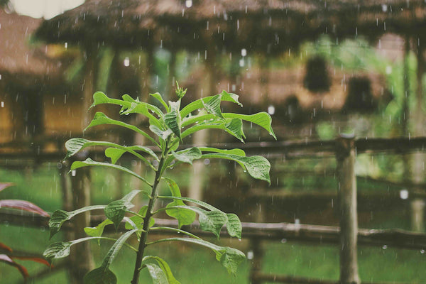Microplastics in Rainwater: How Plastic Pollution Is Reaching Your Tap—And How to Stop It
